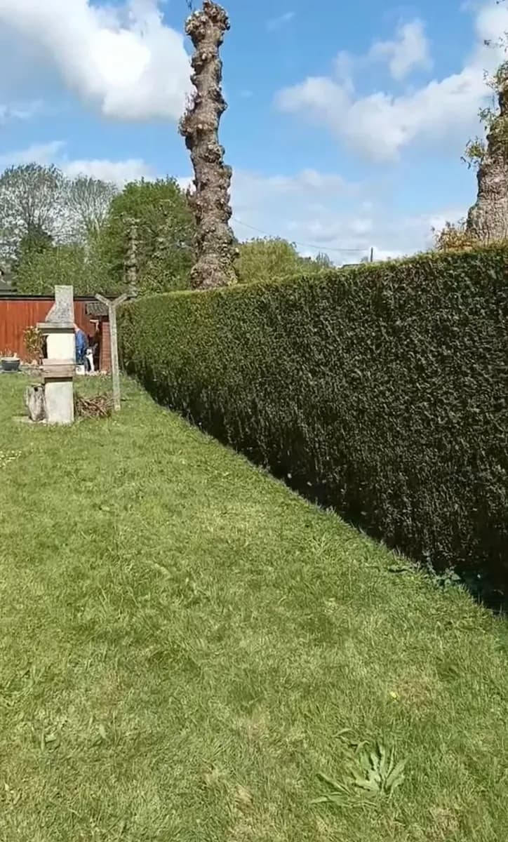 Haie de thuyas de plusieurs mètres de haut taillée au cordeau près de Rostrenen, Hochard Élagage